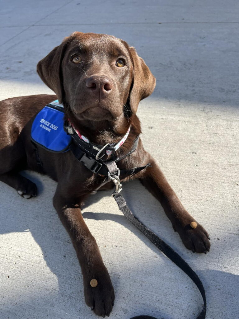 Meet Our Dogs Summit Service Dogs