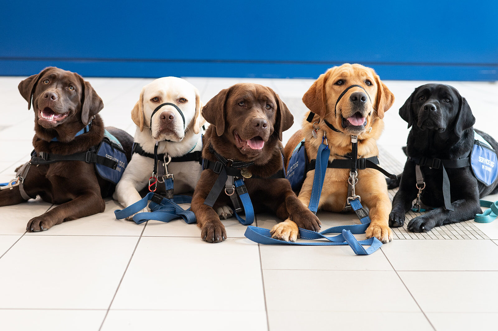 Summit Service Dogs service dog training