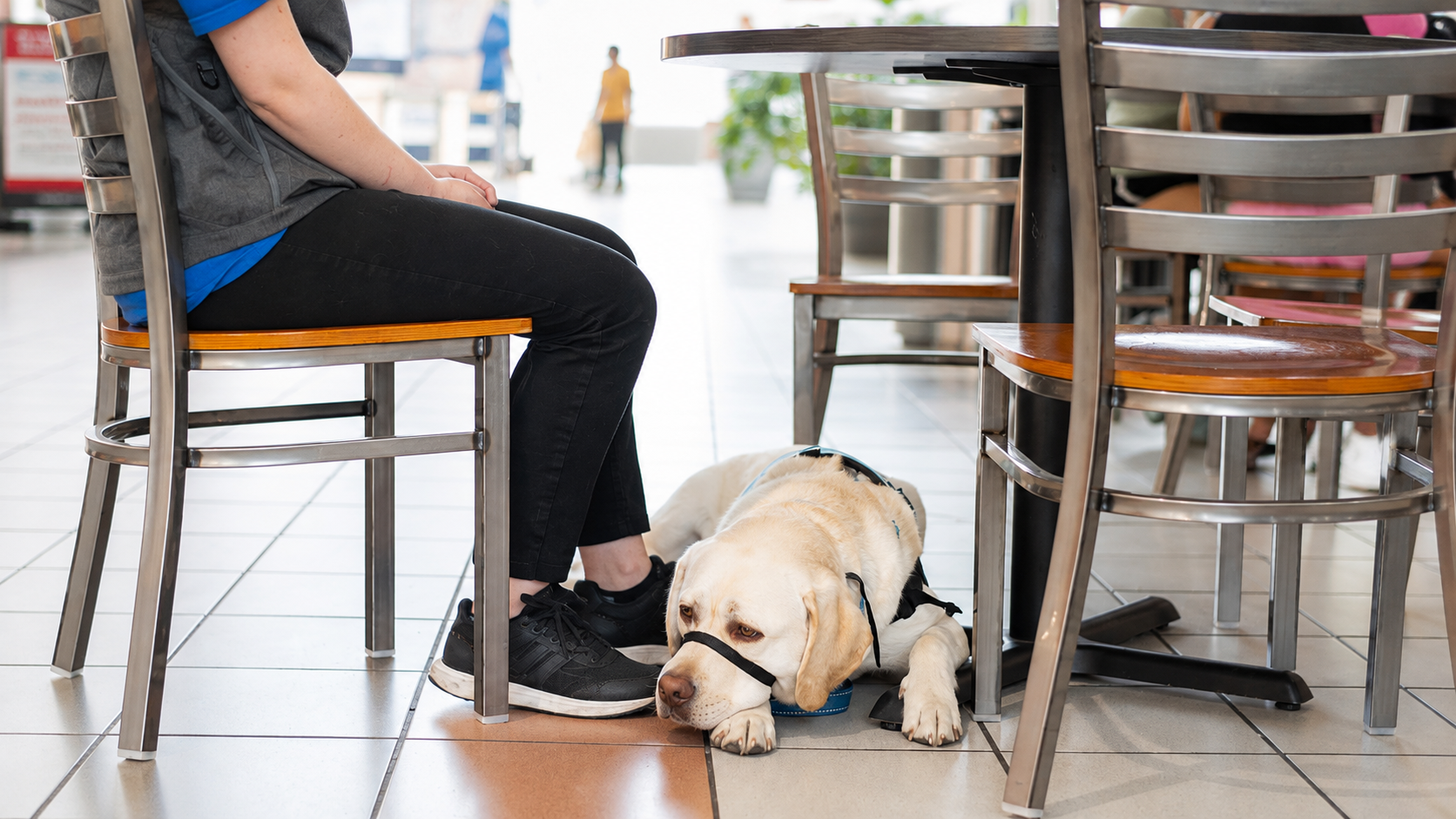 Service dog vs therapy dog educational resource